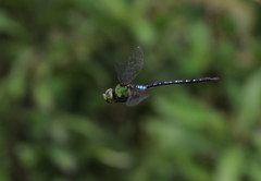Anax panybeus