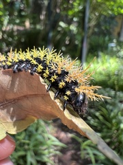 Leucanella viridescens