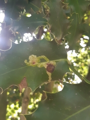 Phytomyza ilicis