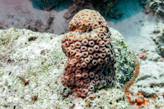 Montastraea cavernosa