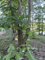 Magnolia macrophylla