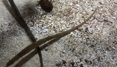 Syngnathus acus