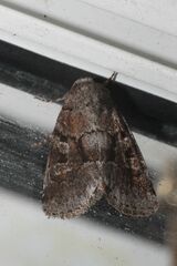 Oligia minuscula