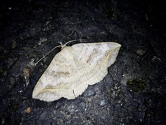 Blasticorhinus unduligera