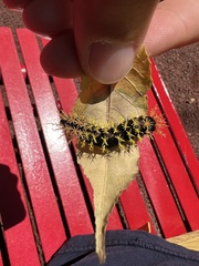 Leucanella viridescens