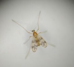 Chironomoidea