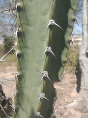 Cereus hankeanus