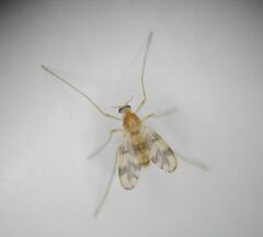 Chironomoidea