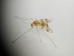 Chironomoidea