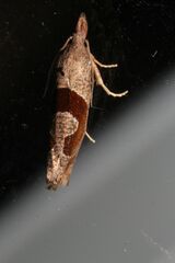 Pelochrista similiana