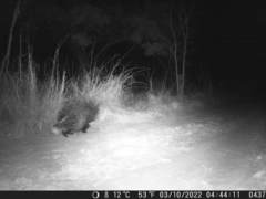 Hystrix africaeaustralis