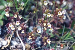 Euphrasia wettsteinii