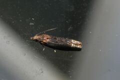 Eucosma ochroterminana