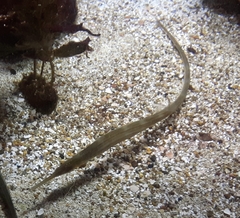 Syngnathus acus