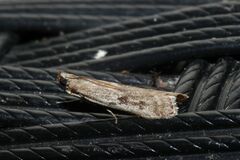 Phycitodes reliquellum