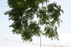 Adenanthera microsperma