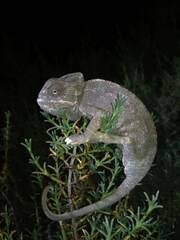 Chamaeleo chamaeleon chamaeleon