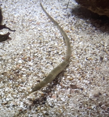 Syngnathus acus