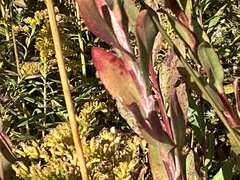 Coleosporium solidaginis