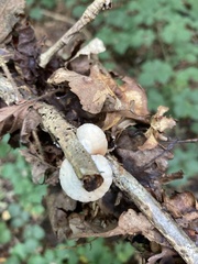 Crepidotus variabilis