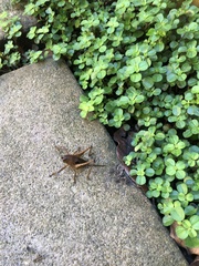 Tettigoniinae