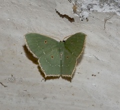 Cyclothea disjuncta