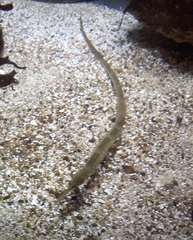 Syngnathus acus