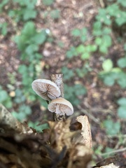 Crepidotus variabilis