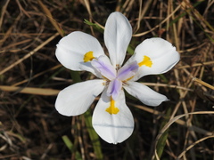 Dietes grandiflora