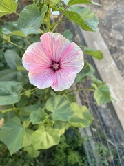 Malva