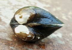 Alasmidonta undulata