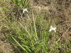 Dietes grandiflora