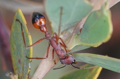 Myrmecia nigriscapa