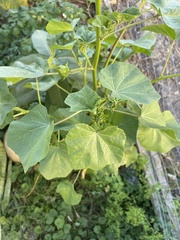 Malva