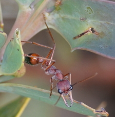 Myrmecia nigriscapa