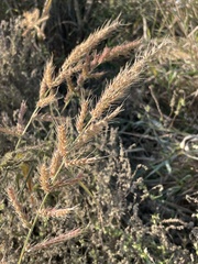 Echinochloa crus-galli