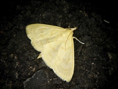 Ecpyrrhorrhoe puralis