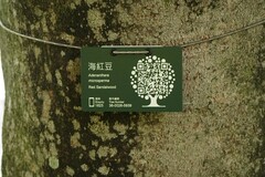 Adenanthera microsperma