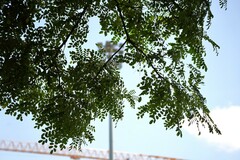 Adenanthera microsperma