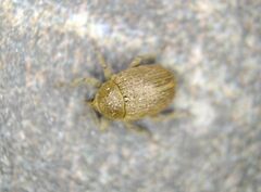 Rhinusa neta