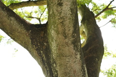 Adenanthera microsperma