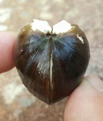 Alasmidonta undulata