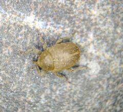 Rhinusa neta