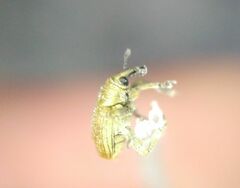 Rhinusa neta