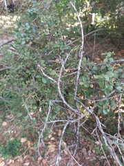 Rhamnus crocea