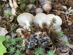 Pseudoomphalina compressipes