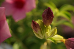 Allamanda blanchetii