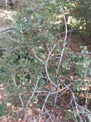 Rhamnus crocea
