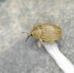 Rhinusa neta