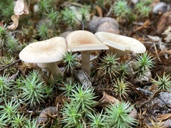 Pseudoomphalina compressipes